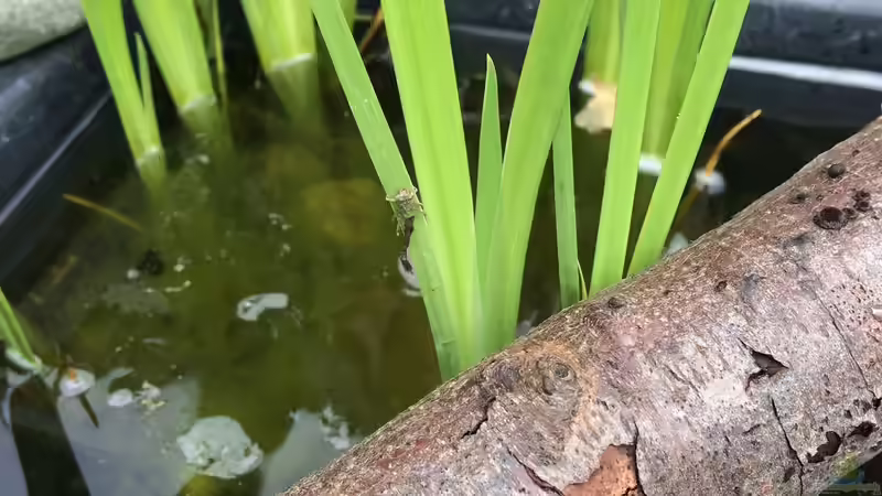 26.05.2019, die ersten Libellen sind geschlüpft von herkla (19)