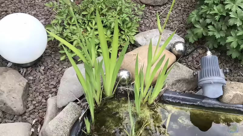 26.05.2022 die Blüten öffnen sich von herkla (14)