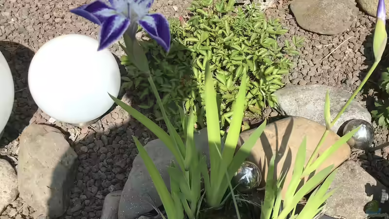 26.05.2022 ein Blüte ist geöffnet von herkla (31)