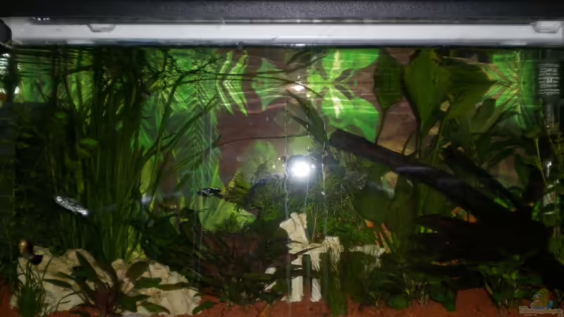 26.06.08 von Meli (2)