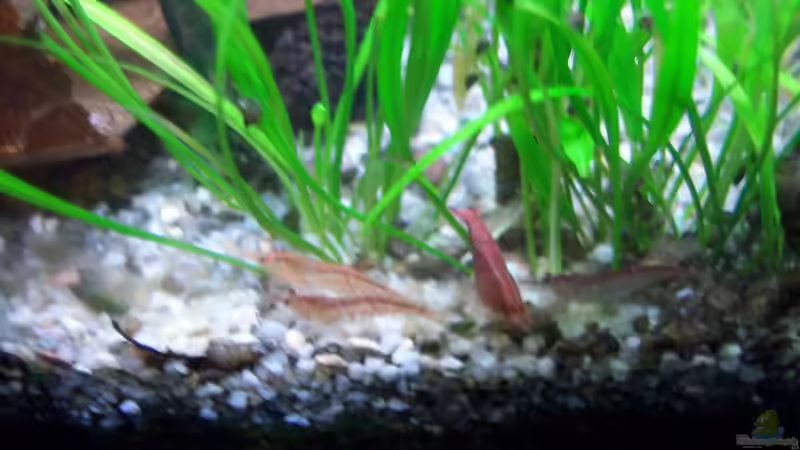 26.08.2010 - beim Futtern von Schratze (39)