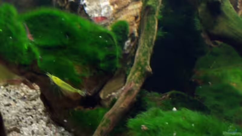 26.08.2010 - eine von den neuen Grünen von Schratze (40)