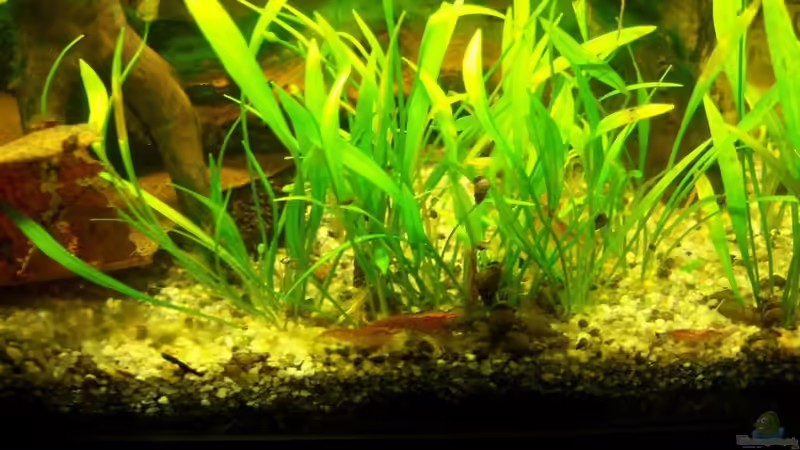 26.08.2010 - Red Fire im Gras von Schratze (38)