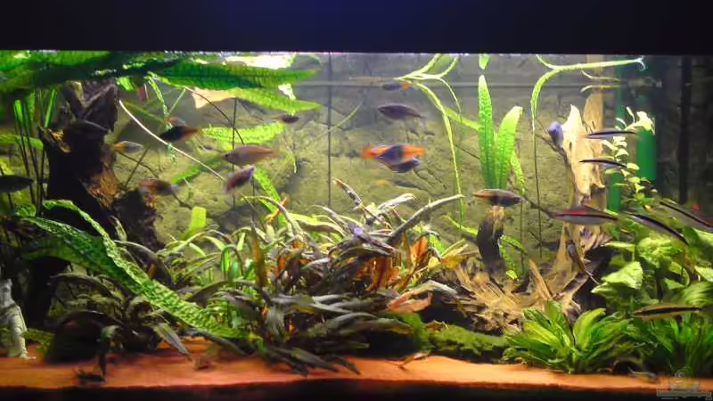 26.08.2010 von Aquathor (2)