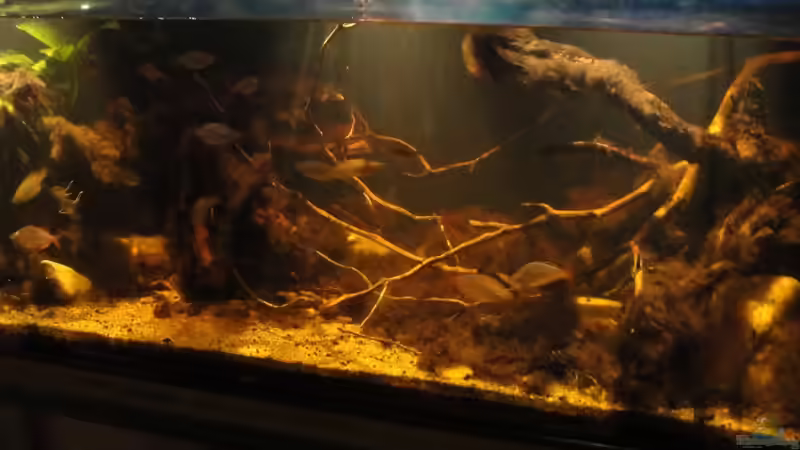 26.08.2015 von Laura (1)