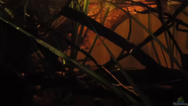 26.08.2015 von Laura (11)