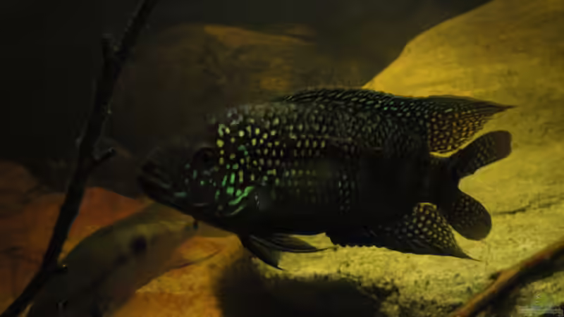 26.08.2015 von Laura (41)