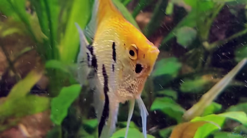 26.08.2017 von Ele Meer (16)