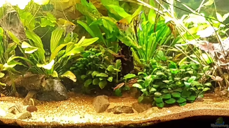 26.08.2017 von Ele Meer (2)