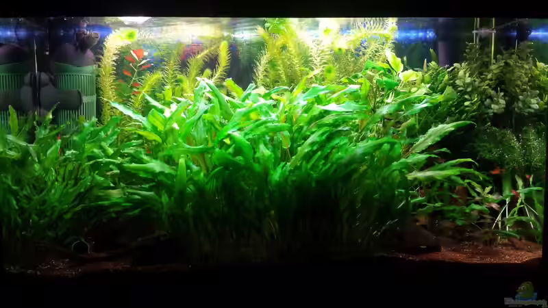 26.09.2015 von JohnnyWishbone (9)