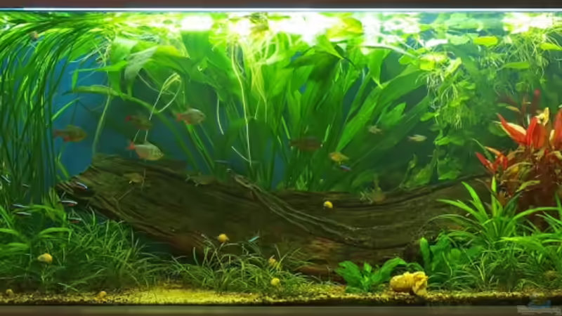 26.1.09 von smily (10)