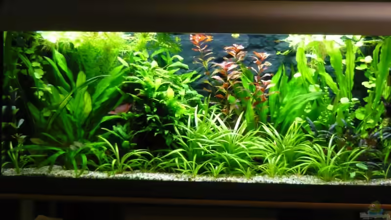 26.10.09 von Wels (4)