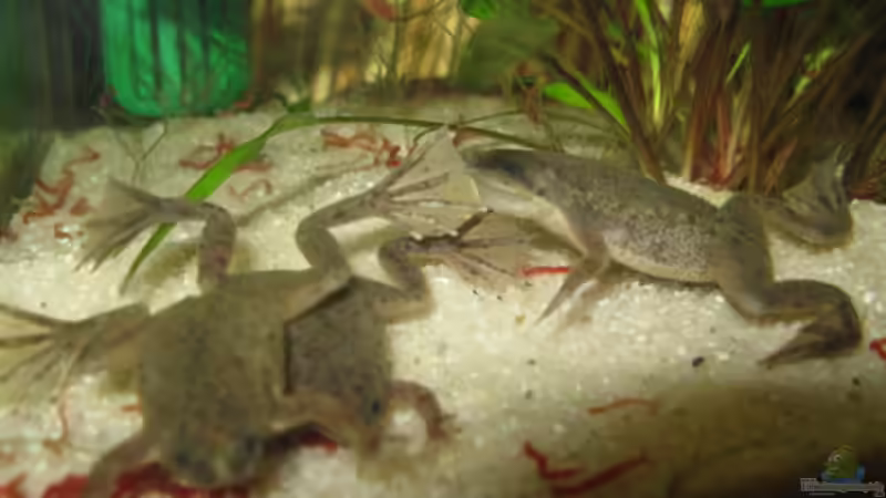 26.10.2008 Lecker rote Mückenlarven von Andrea (36)