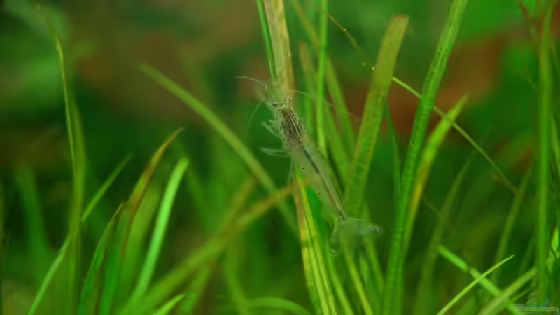 26.10.2012 Amano Garnele bei der Arbeit von Sven Seibert (74)