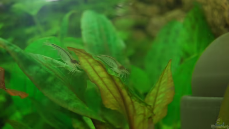 Grüner Wasserkelch im Aquarium pflegen (Einrichtungsbeispiele für Cryptocoryne wendtii)