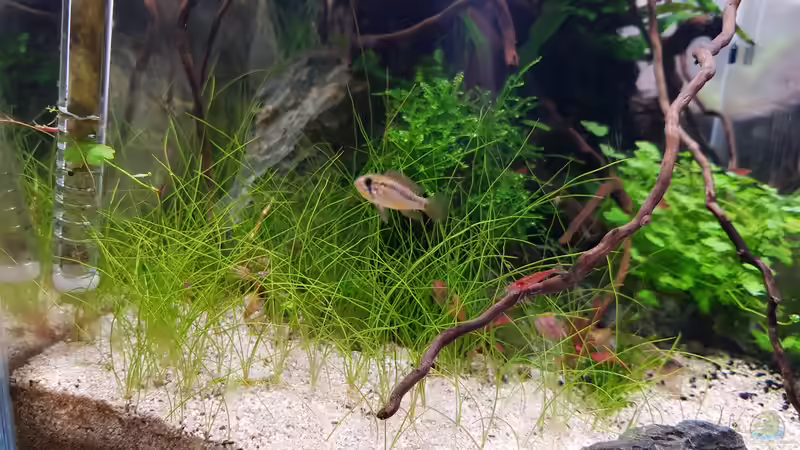 26.10.2020 - Der kleine (vermute eher die kleine) Apistogramma Macmasteri lässt sich neben einer Neocaridina blicken. Wenn das Fischlein größer wäre, würden sie nicht wohl nicht so ruhig nebeneinander stehen :) von Julia S. (10)