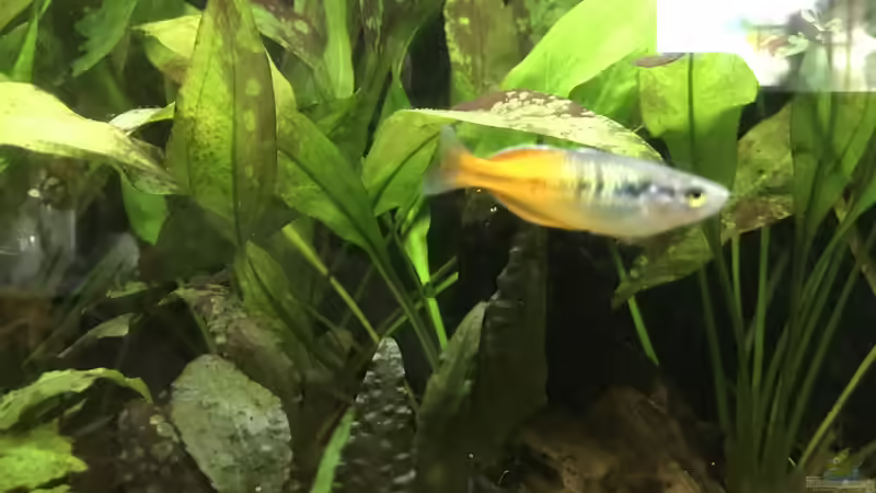 26.10.2022 Melanotaenia boesemani Männchen von herkla (64)