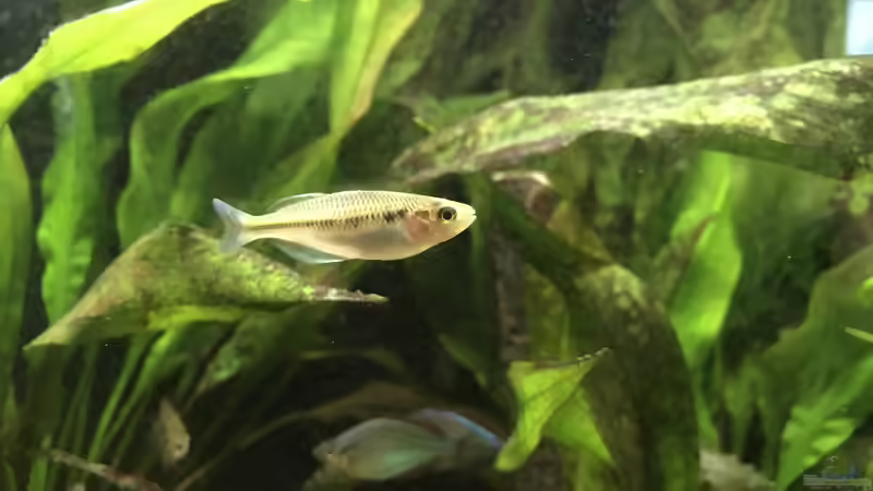 26.10.2022 Melanotaenia boesemani Weibchen von herkla (65)