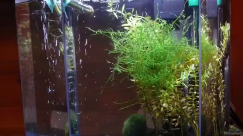 26.11.2008 von Bunter Fisch (4)