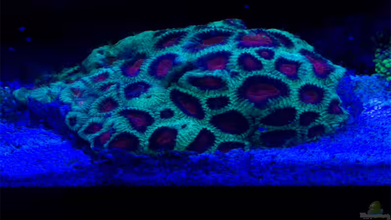 26-11-2017 von mmbm78! (15)