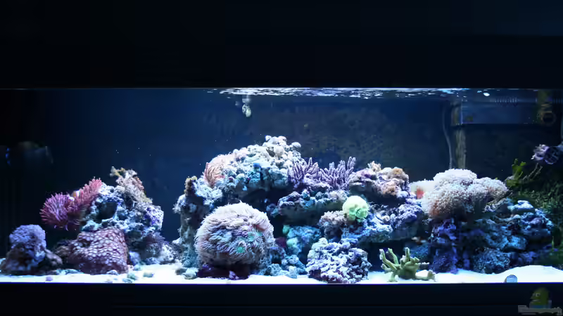 26.12.2018 von Susanne Axt (2)