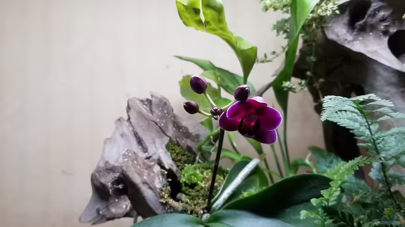 26.12.2019_01 von Smo (8)