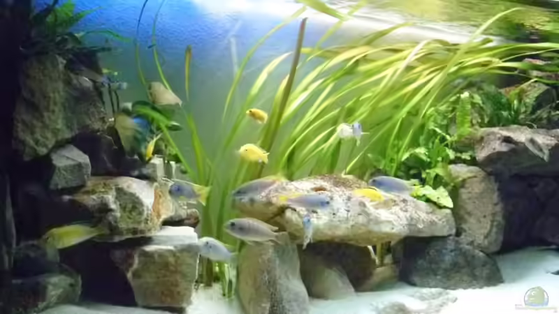 26.4.2010 Fischsuppe 1 von Mats (73)