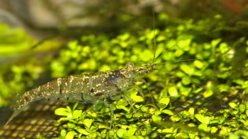 26.6.11 von Ralf64 (61)