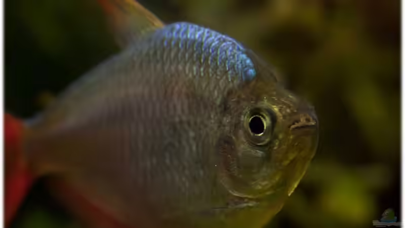 26.6.11 von Ralf64 (67)