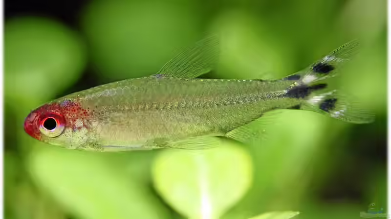 26.6.11 von Ralf64 (69)