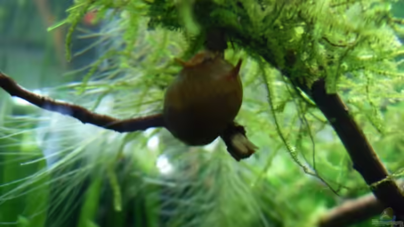 26.6.2010  Clithon sp. von Mats (51)