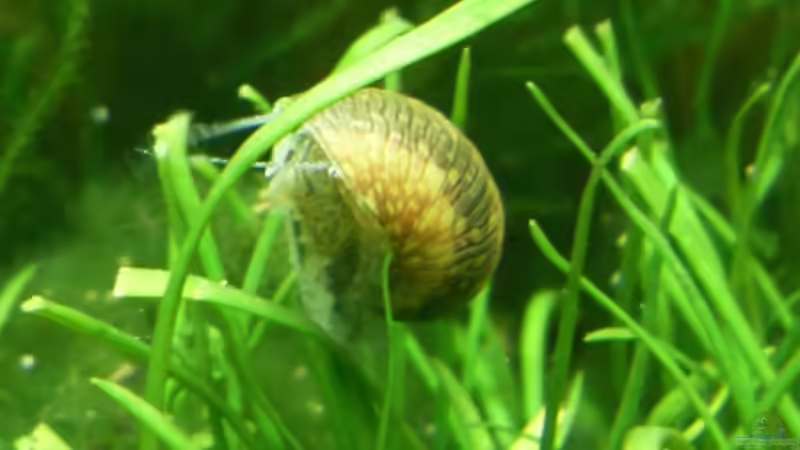 26.6.2010  Geweihschnecke , Clithon sp. von Mats (56)