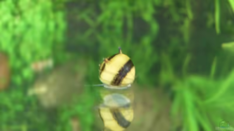 26.6.2010 an der Frontscheibe von oben gesehen  von Mats (50)