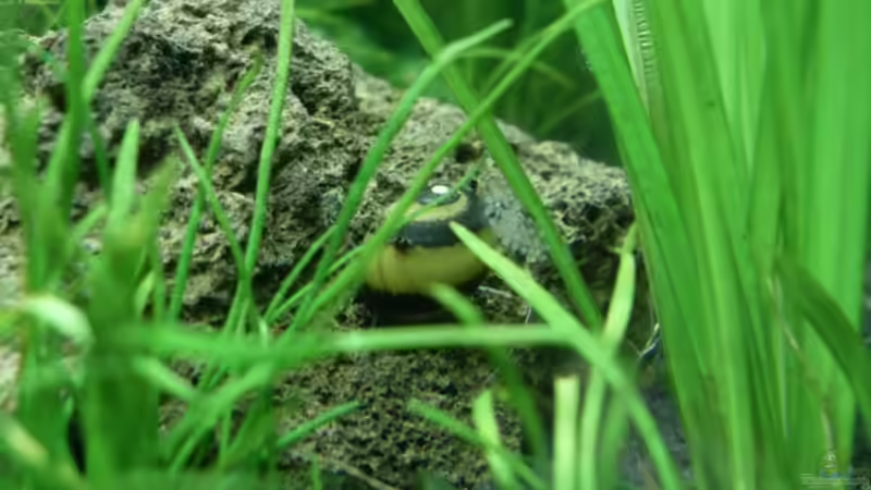 26.6.2010 Clithon sp. schwarz gelb von Mats (52)