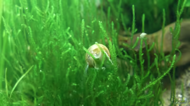 26.6.2010 Flammenmoos von Mats (18)