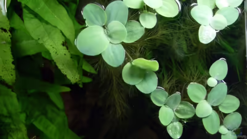 26.6.2010 nochmal von oben von Mats (23)