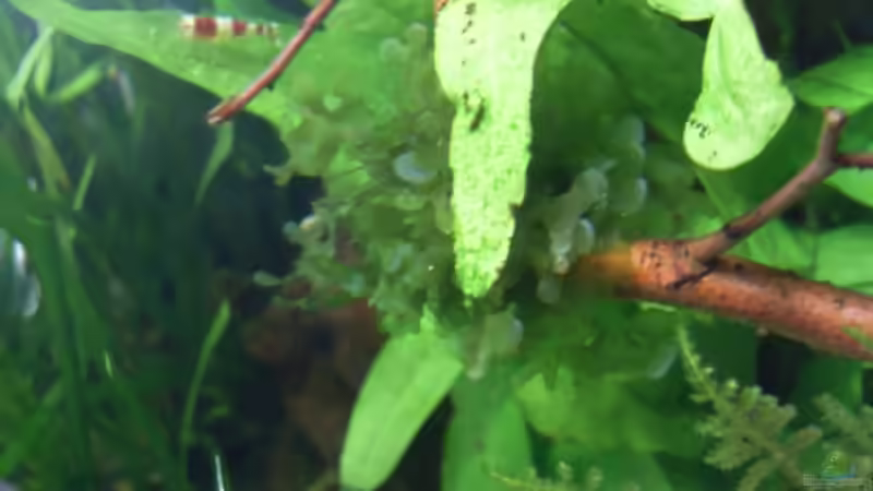 26.6.2010 von oben Ast mit Süsswassertang von Mats (24)