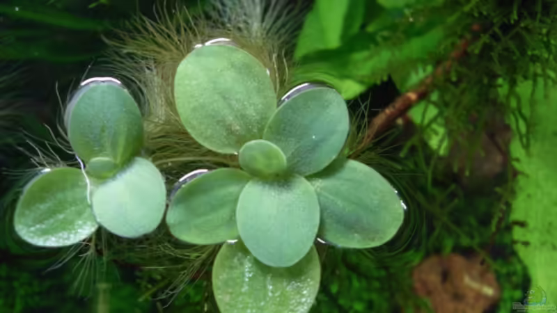 26.6.2010 von oben Schwimmpflanze von Mats (22)