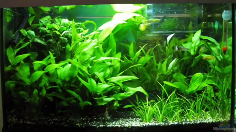 26 sep 09 von AbsolutVanilia (1)