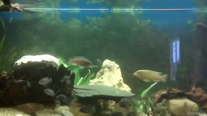 260 Liter voll mit Barschen