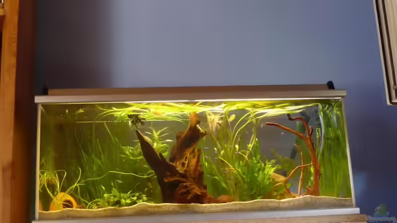 260l Gemeindschaftsaquarium von Dito (1)