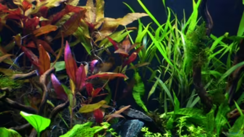 27. Tag rechts von *angelfish* (18)