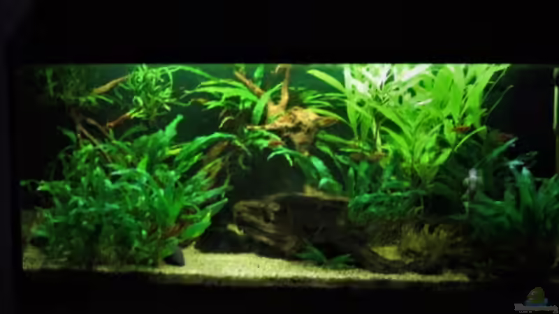 27.01. mit neuem Farn von okefenokee (10)