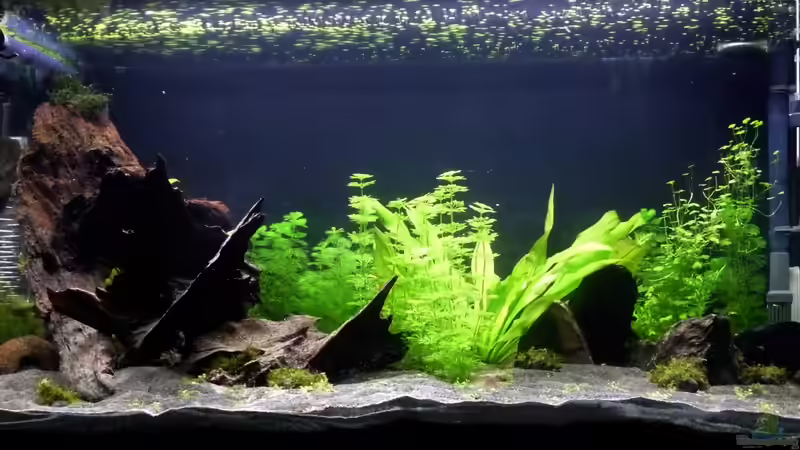 27.01.13 ~ Es beginnt zu wachsen. von Quyrill (8)