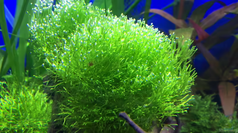 27.01.16 von .Andreas. (41)