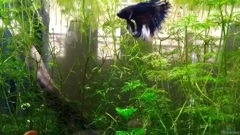 27.01.18 von Stephy (3)