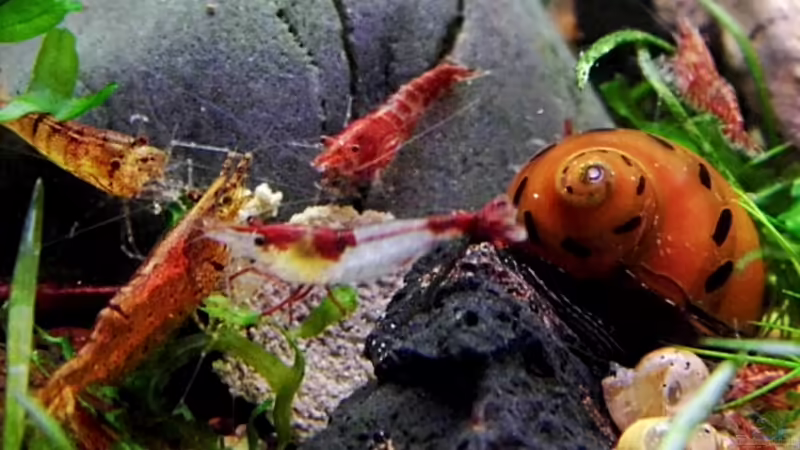 27.01.2013 von snooze (50)