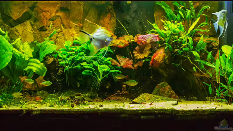 27.01.2015 Aquarium Hauptansicht von Amazonasworld von Schratze (1)