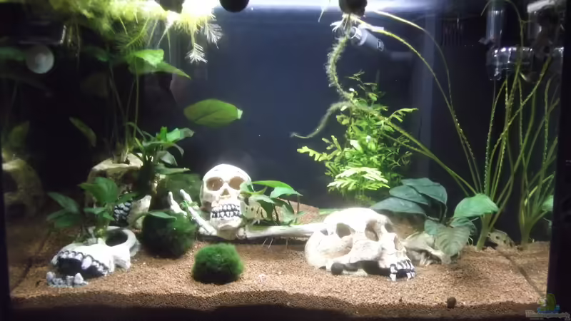 27.01.2016 von Aquaristricks (5)