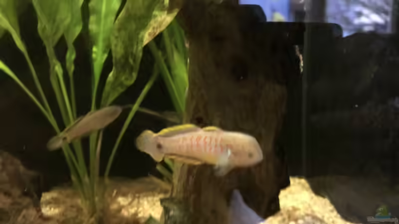 27.01.2023 Tateurndina occelicauda Männchen von herkla (69)